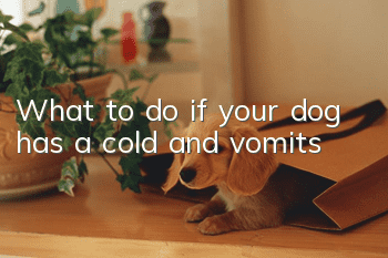 What to do if your dog has a cold and vomits