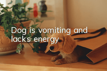 Dog is vomiting and lacks energy