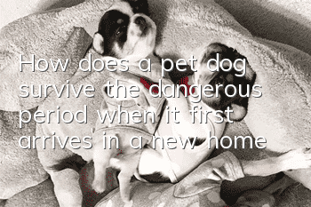 How does a pet dog survive the dangerous period when it first arrives in a new home?