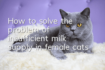 How to solve the problem of insufficient milk supply in female cats?