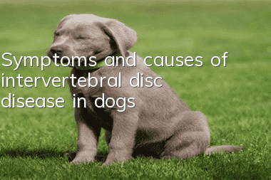 Symptoms and causes of intervertebral disc disease in dogs