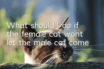 What should I do if the female cat won’t let the male cat come?