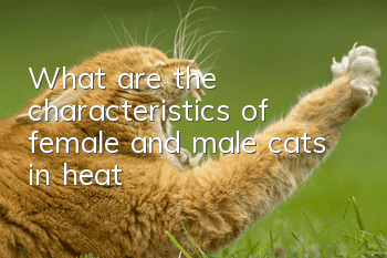 What are the characteristics of female and male cats in heat?