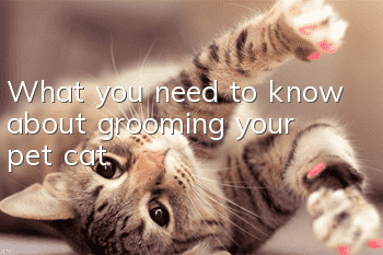 What you need to know about grooming your pet cat