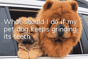What should I do if my pet dog keeps grinding its teeth?