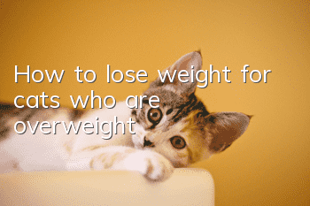 How to lose weight for cats who are overweight