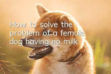 How to solve the problem of a female dog having no milk