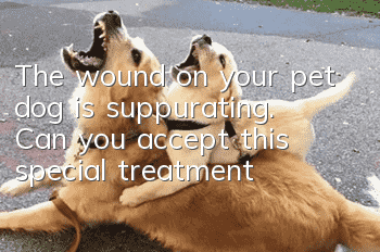 The wound on your pet dog is suppurating. Can you accept this special treatment?
