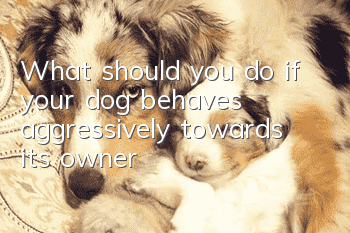 What should you do if your dog behaves aggressively towards its owner?