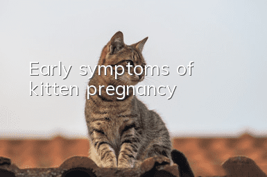 Early symptoms of kitten pregnancy