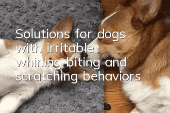 Solutions for dogs with irritable, whining, biting, and scratching behaviors
