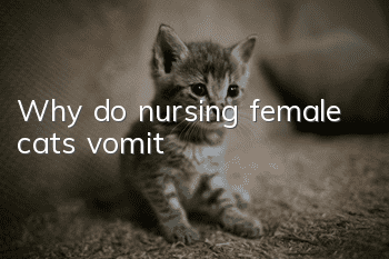Why do nursing female cats vomit?