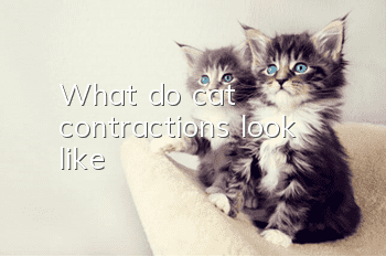 What do cat contractions look like?