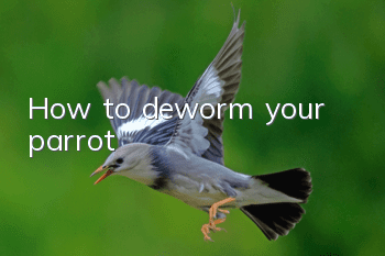 How to deworm your parrot