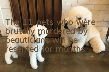 The 11 pets who were brutally murdered by beauticians will be resented for months!
