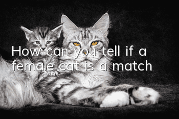 How can you tell if a female cat is a match?