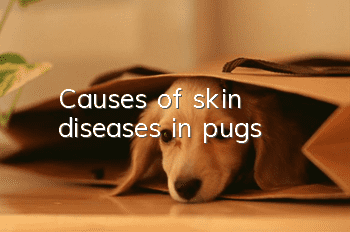 Causes of skin diseases in pugs