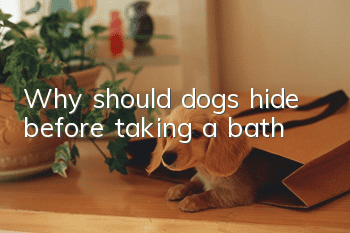 Why should dogs hide before taking a bath?