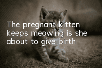 The pregnant kitten keeps meowing, is she about to give birth?
