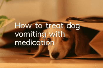 How to treat dog vomiting with medication