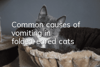Common causes of vomiting in folded-eared cats
