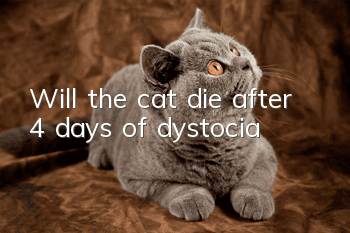 Will the cat die after 4 days of dystocia?