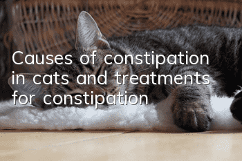 Causes of constipation in cats and treatments for constipation