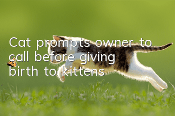 Cat prompts owner to call before giving birth to kittens