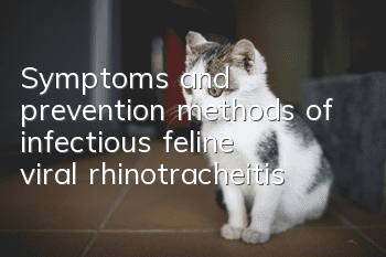 Symptoms and prevention methods of infectious feline viral rhinotracheitis