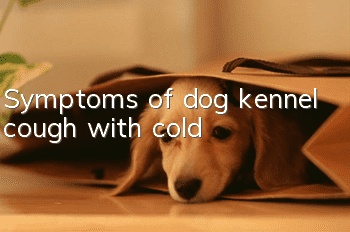 Symptoms of dog kennel cough with cold