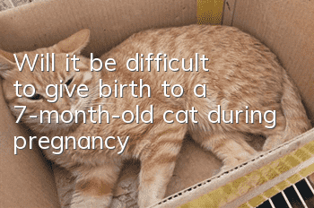 Will it be difficult to give birth to a 7-month-old cat during pregnancy?