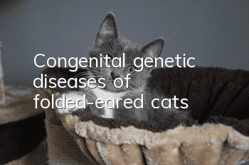 Congenital genetic diseases of folded-eared cats