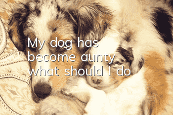 My dog has become “aunty”, what should I do?