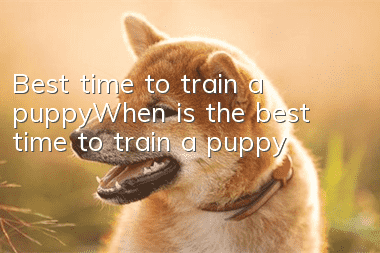 Best time to train a puppy_When is the best time to train a puppy?