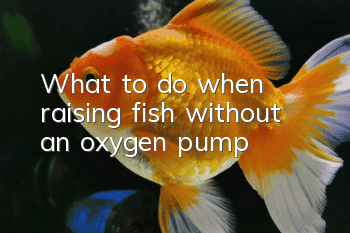 What to do when raising fish without an oxygen pump