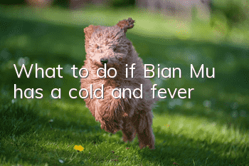 What to do if Bian Mu has a cold and fever