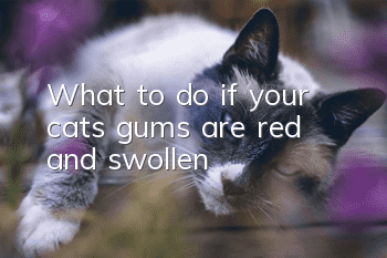What to do if your cat’s gums are red and swollen