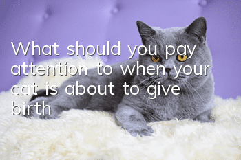What should you pay attention to when your cat is about to give birth?