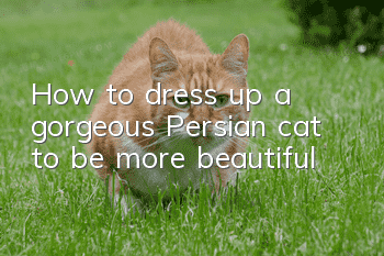 How to dress up a gorgeous Persian cat to be more beautiful?