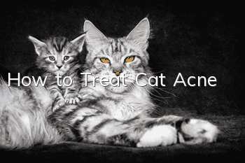 How to Treat Cat Acne?