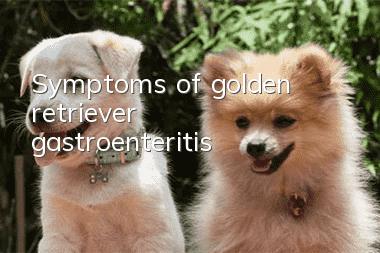 Symptoms of golden retriever gastroenteritis