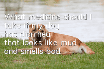 What medicine should I take if my dog ​​has diarrhea that looks like mud and smells bad?