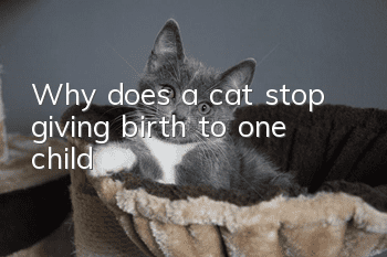 Why does a cat stop giving birth to one child?