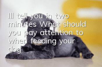 I’ll tell you in two minutes “What should you pay attention to when feeding your dog?”