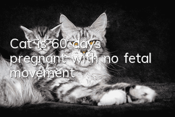 Cat is 60 days pregnant with no fetal movement