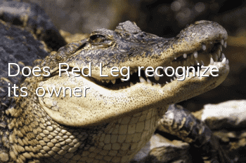 Does Red Leg recognize its owner?