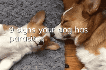 9 signs your dog has parasites