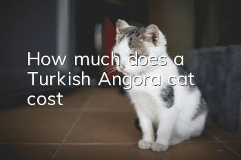 How much does a Turkish Angora cat cost?