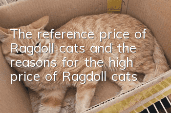 The reference price of Ragdoll cats and the reasons for the high price of Ragdoll cats