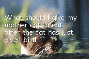 What should I give my mother cat to eat after the cat has just given birth?